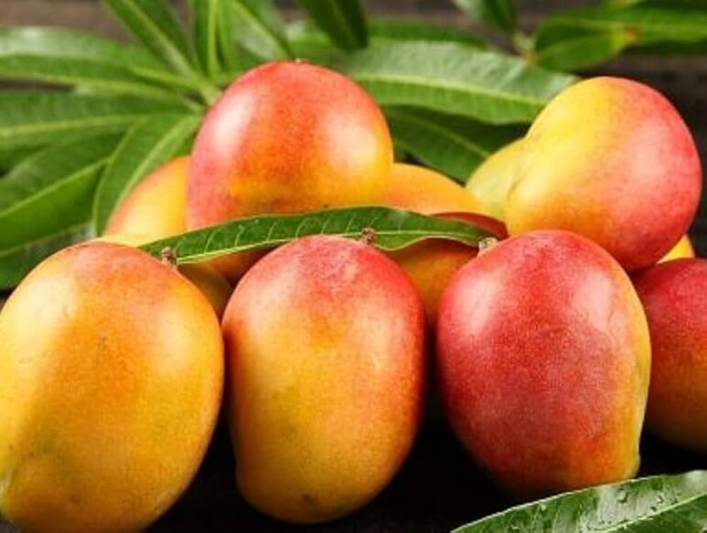 Suvarnarekha Mango Grafted Plant|Grafted Suvarnarekha Mango Plant Online