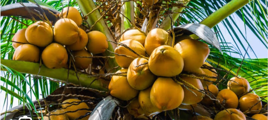 Thai Variety Coconut Plant|Thai Coconut tree delivery|Exotic Thai Coconut plants