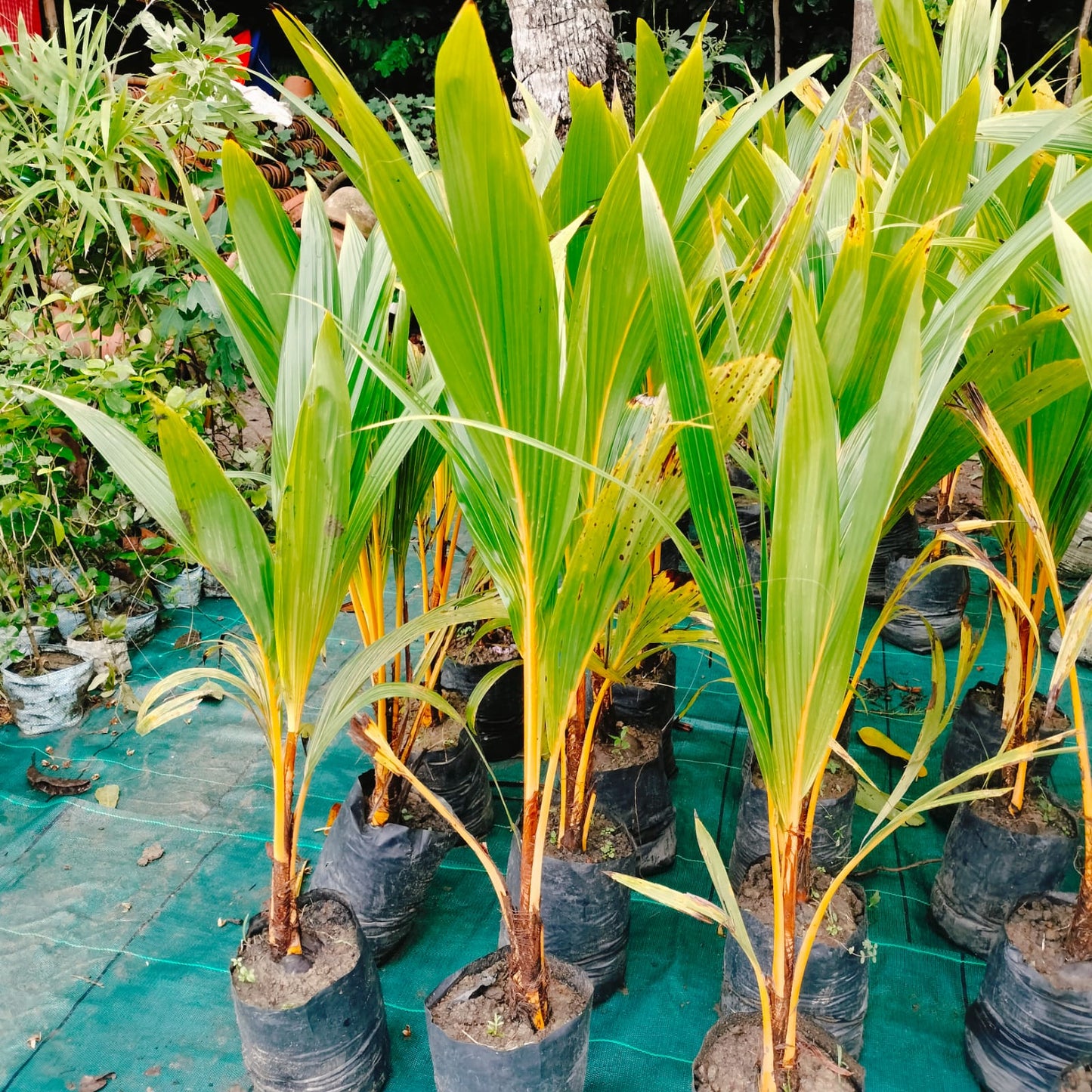 Thai Variety Coconut Plant|Thai Coconut tree delivery|Exotic Thai Coconut plants