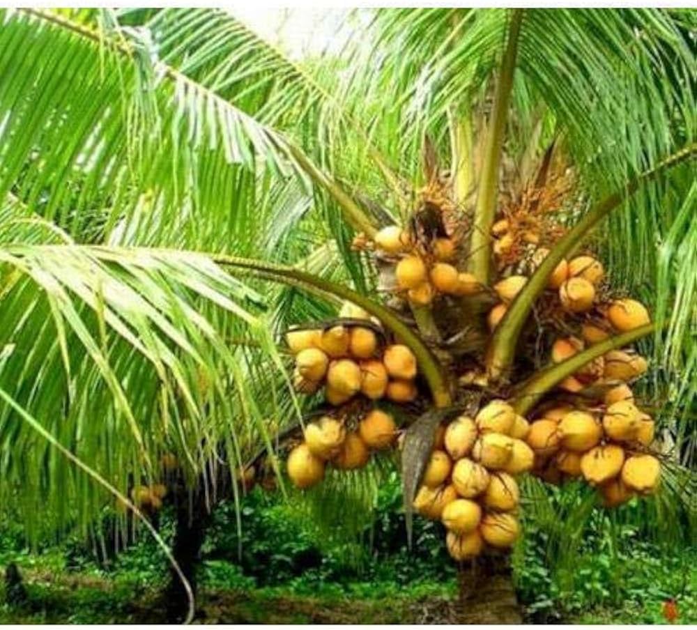 Thai Variety Coconut Plant|Thai Coconut tree delivery|Exotic Thai Coconut plants