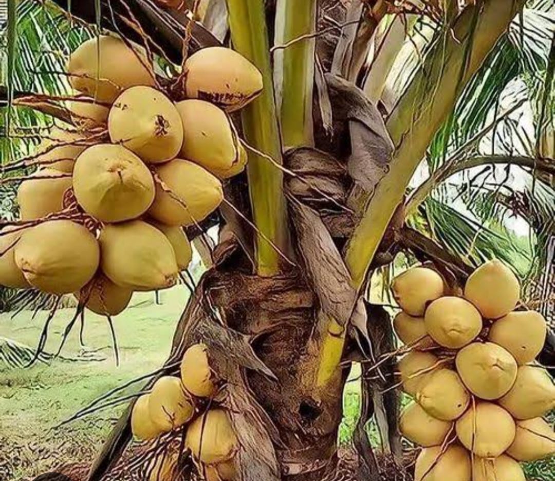 Thai Variety Coconut Plant|Thai Coconut tree delivery|Exotic Thai Coconut plants