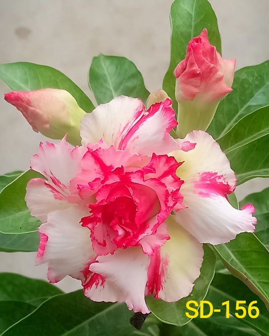 Adenium Rosy Variety Flower Plant|Buy Adenium Rosy Flower Plant Online|Adenium Desert Rose Rosy Color for Sale