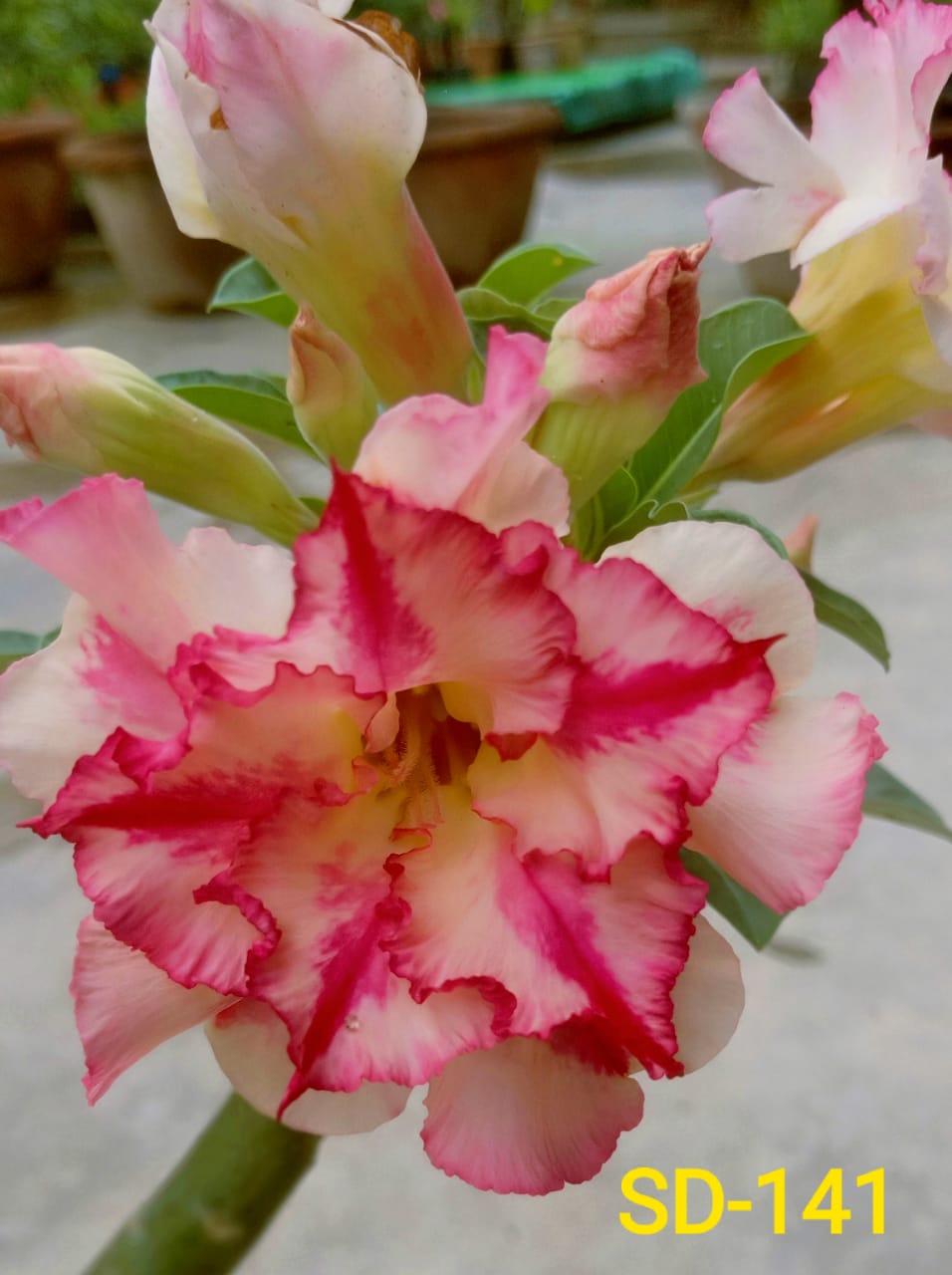 Adenium Rosy Variety Flower Plant|Buy Adenium Rosy Flower Plant Online|Adenium Desert Rose Rosy Color for Sale