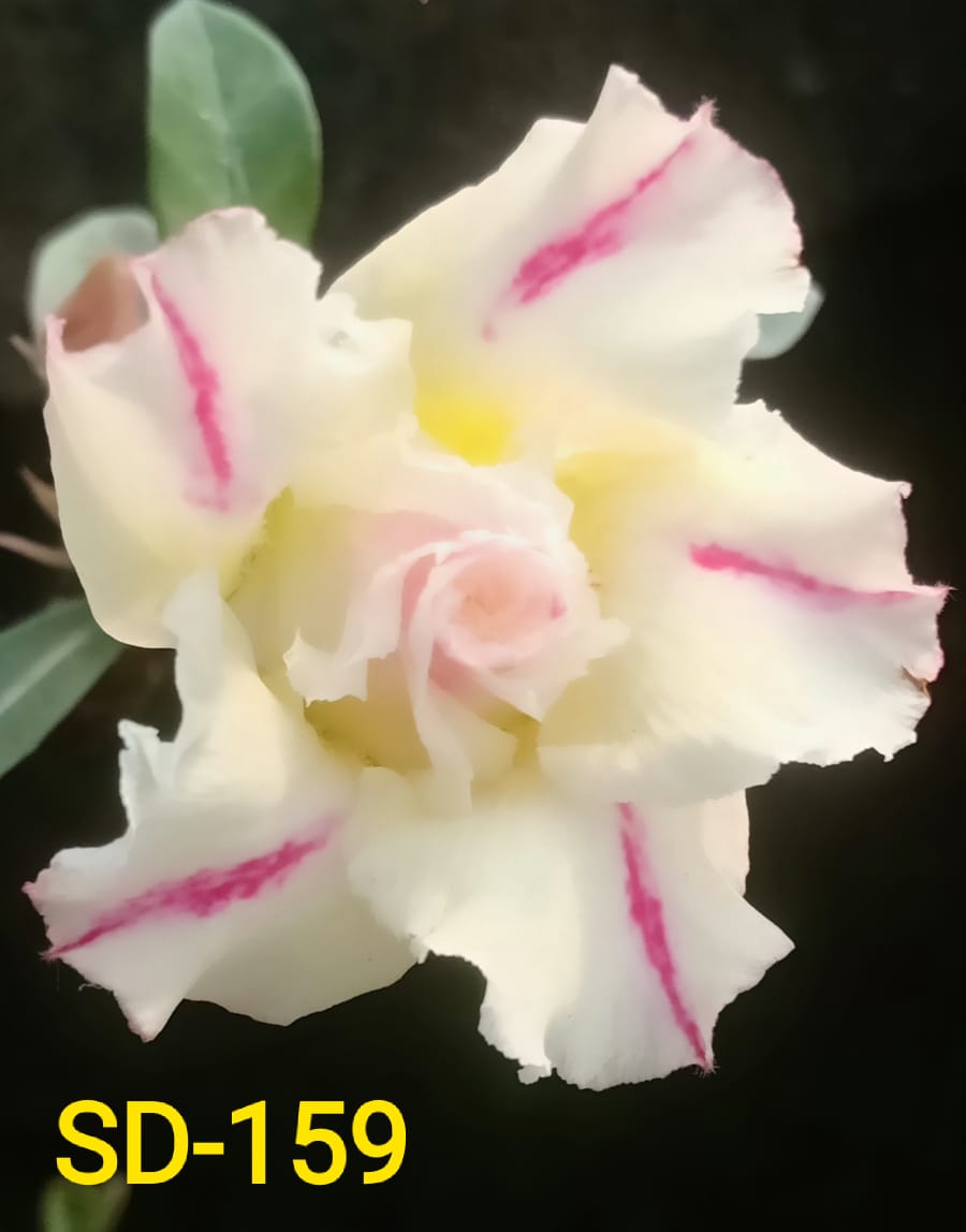 Adenium Rosy Variety Flower Plant|Buy Adenium Rosy Flower Plant Online|Adenium Desert Rose Rosy Color for Sale