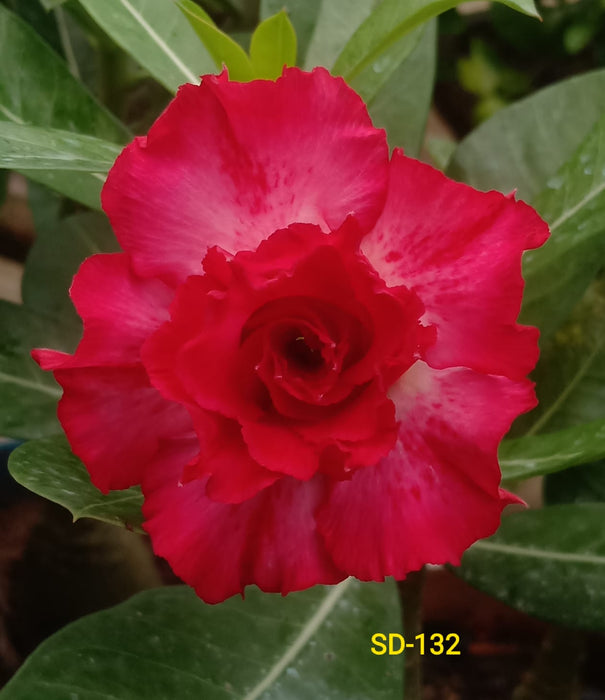 Adenium Rosy Variety Flower Plant|Buy Adenium Rosy Flower Plant Online|Adenium Desert Rose Rosy Color for Sale