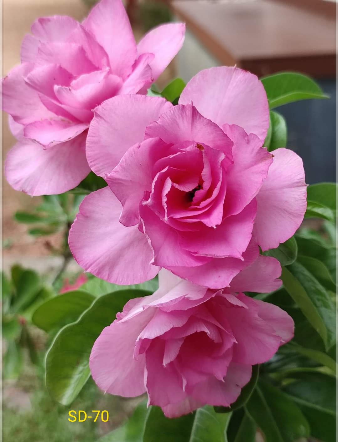 Adenium Rosy Variety Flower Plant|Buy Adenium Rosy Flower Plant Online|Adenium Desert Rose Rosy Color for Sale