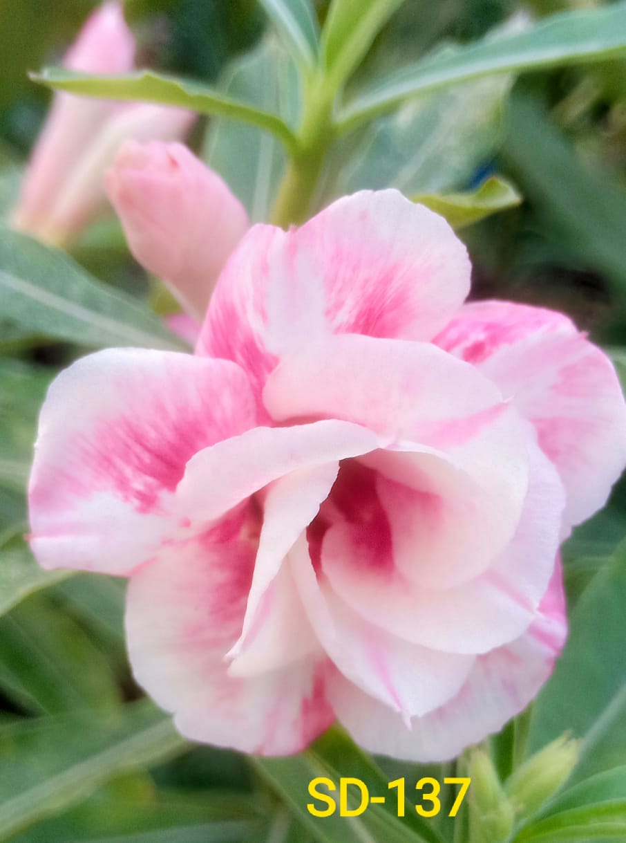 Adenium Rosy Variety Flower Plant|Buy Adenium Rosy Flower Plant Online|Adenium Desert Rose Rosy Color for Sale