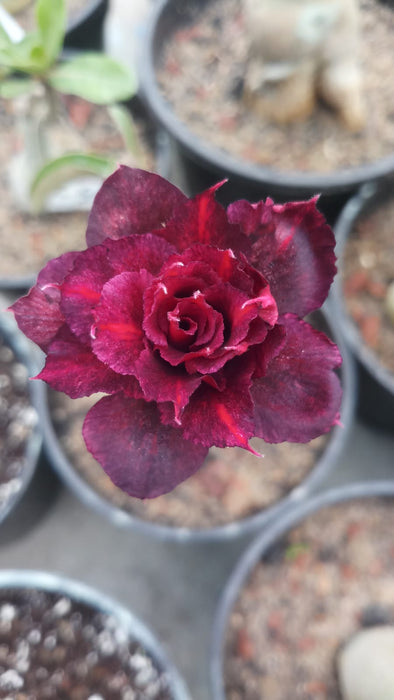Adenium Rosy Variety Flower Plant|Buy Adenium Rosy Flower Plant Online|Adenium Desert Rose Rosy Color for Sale