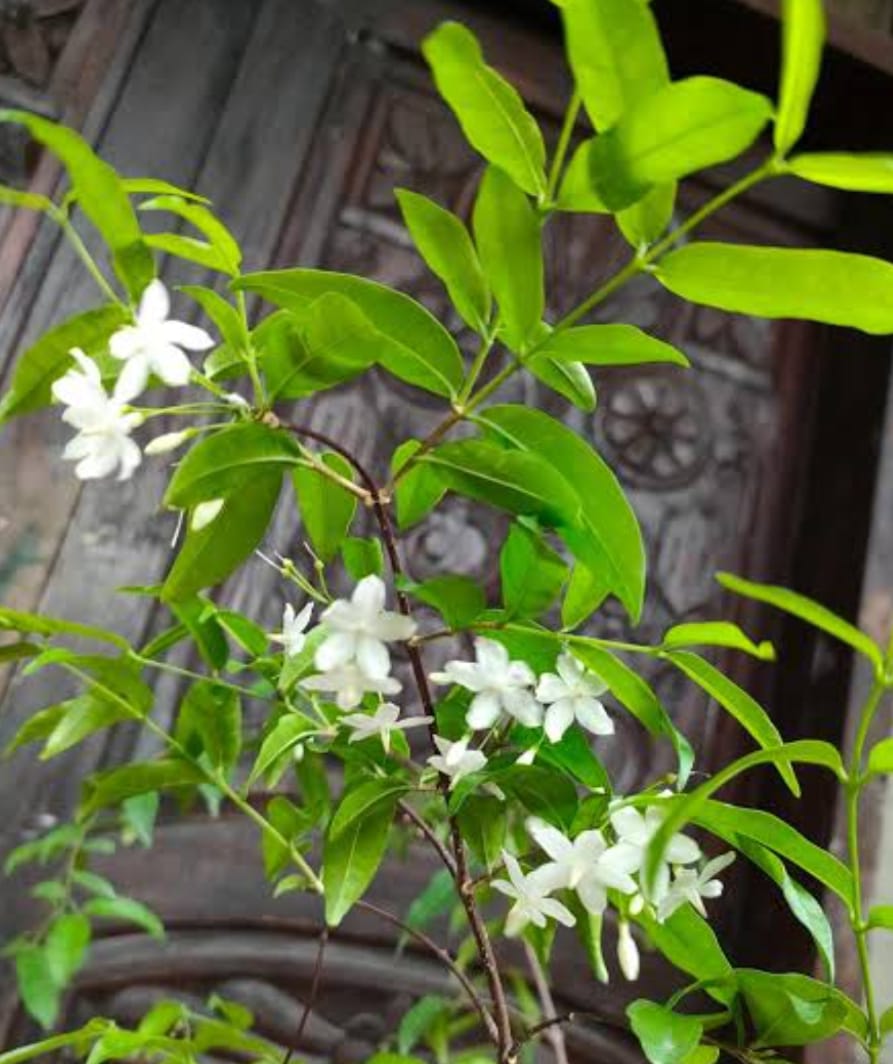 Water Jasmine|Buy Water Jasmine online|Fragrant Water Jasmine plant