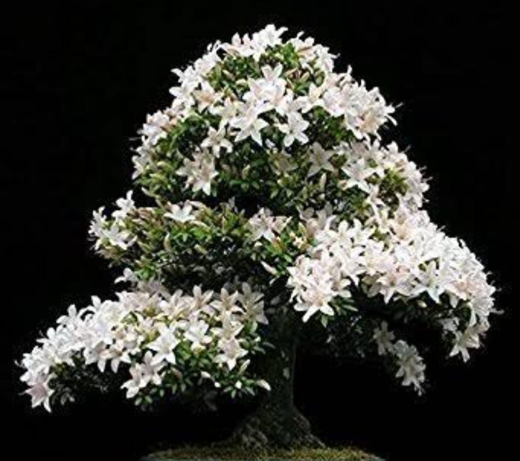 Water Jasmine|Buy Water Jasmine online|Fragrant Water Jasmine plant