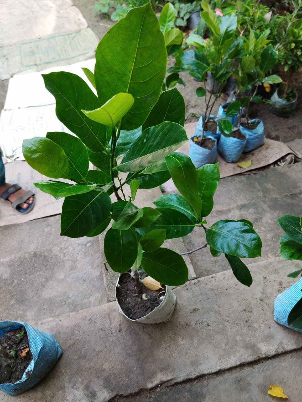 jack Fruit Seedless