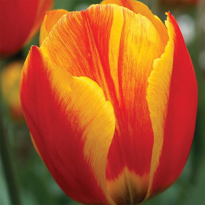 Tulip Flower Bulb Set for  5 | Buy Tulip Flower Bulb