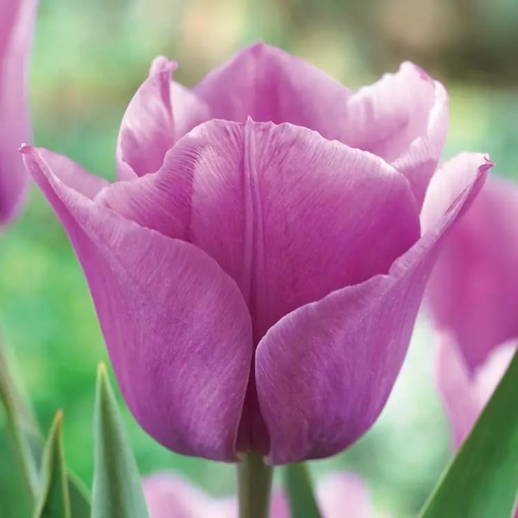 Tulip Flower Bulb Set for  5 | Buy Tulip Flower Bulb