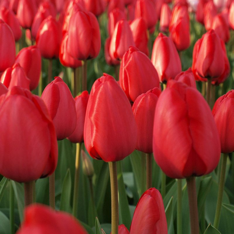 Tulip Flower Bulb Set for  5 | Buy Tulip Flower Bulb