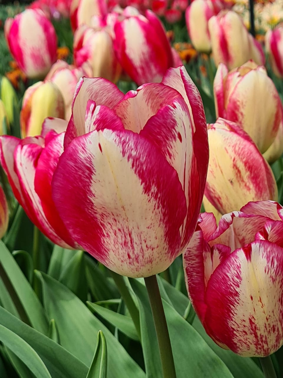 Tulip Flower Bulb Set for  5 | Buy Tulip Flower Bulb