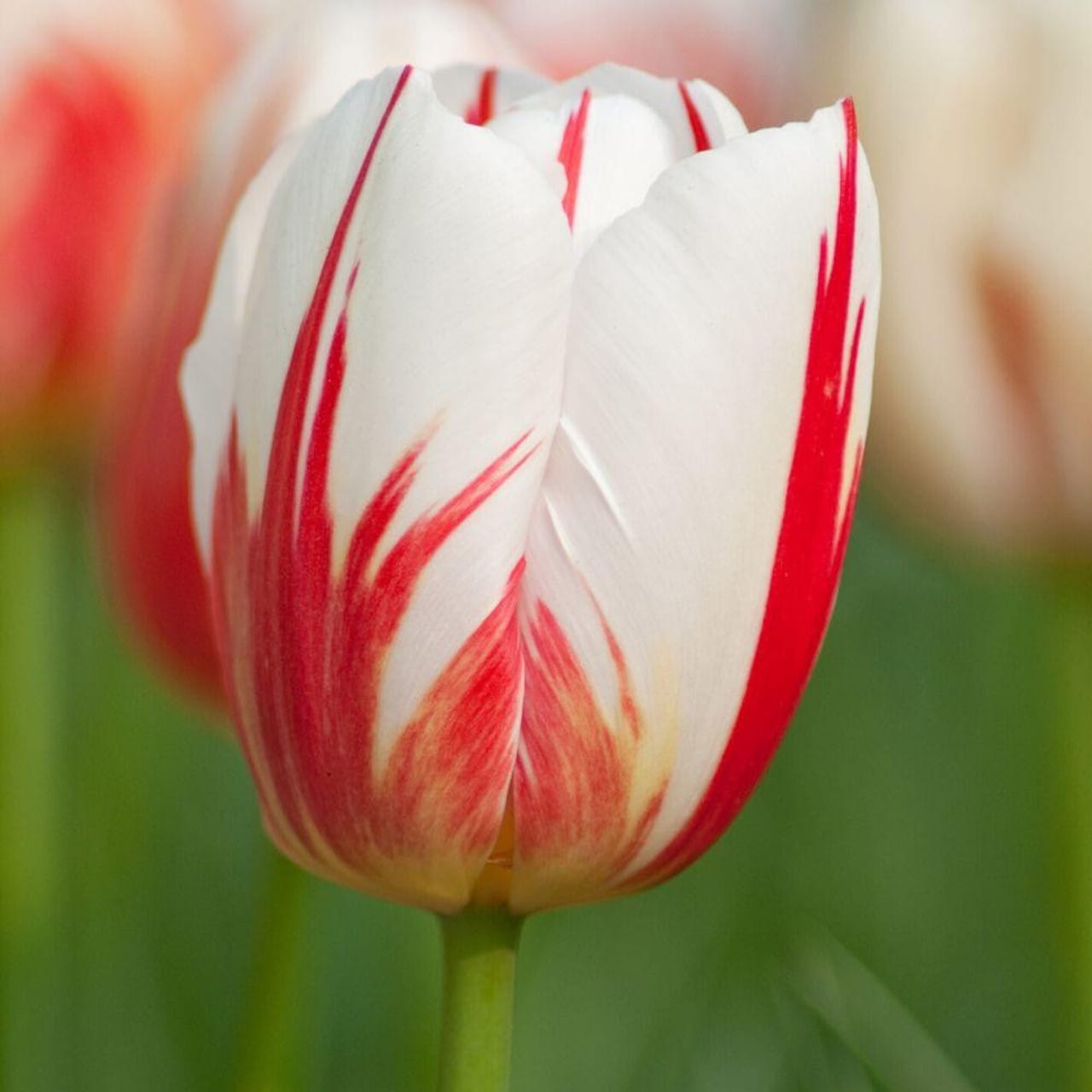 Tulip Flower Bulb Set for  5 | Buy Tulip Flower Bulb