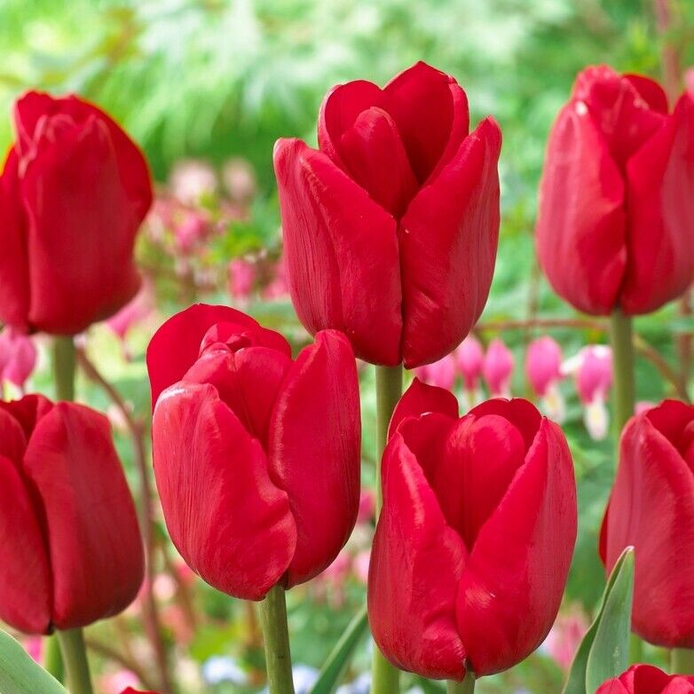 Tulip Flower Bulb Set for  5 | Buy Tulip Flower Bulb