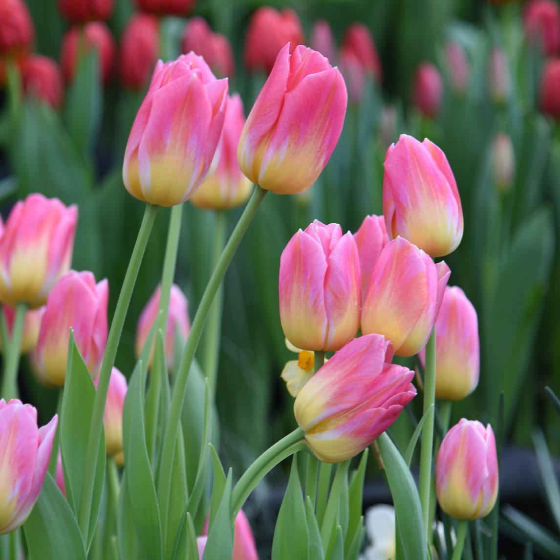 Tulip Flower Bulb Set for  5 | Buy Tulip Flower Bulb