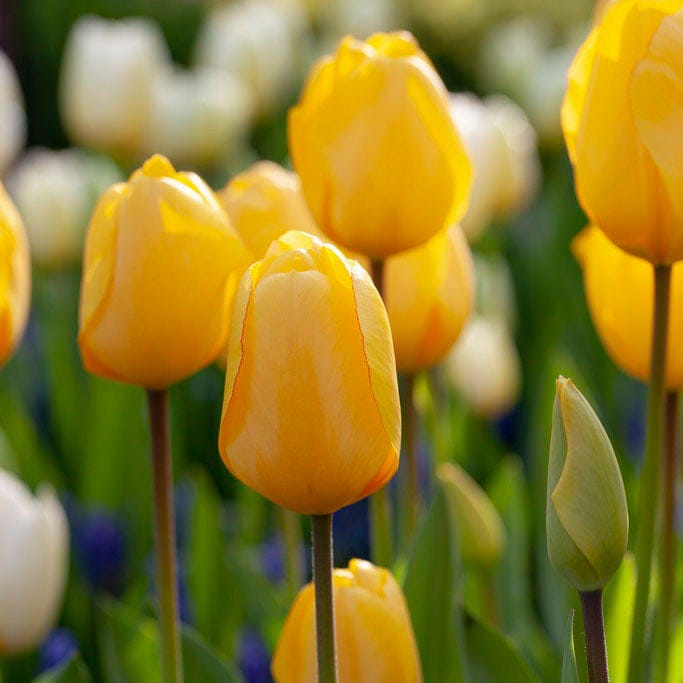 Tulip Flower Bulb Set for  5 | Buy Tulip Flower Bulb