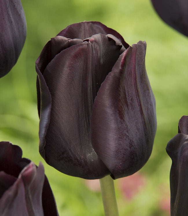 Tulip Flower Bulb Set for  5 | Buy Tulip Flower Bulb