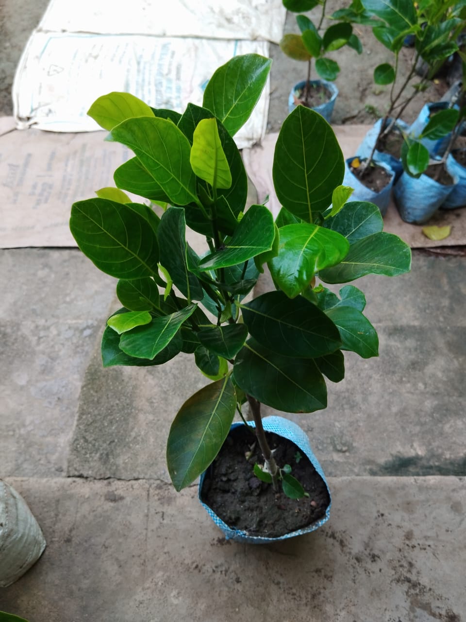 Pink Jack Fruit Plant Grafted