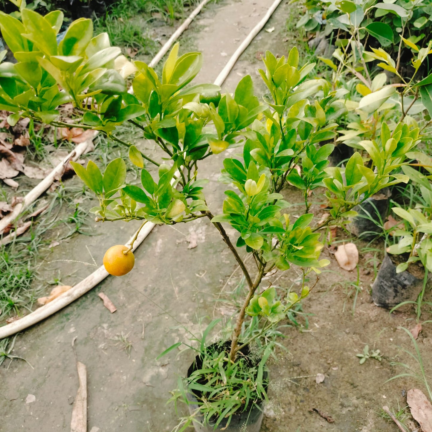 The Kumquat Orange Fruit Plant|Kumquat Orange plant for sale