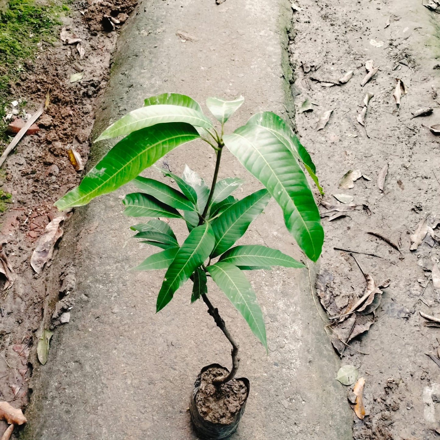 The "Bari -13" mango plant|Bari Mango-13 Plant Purchase