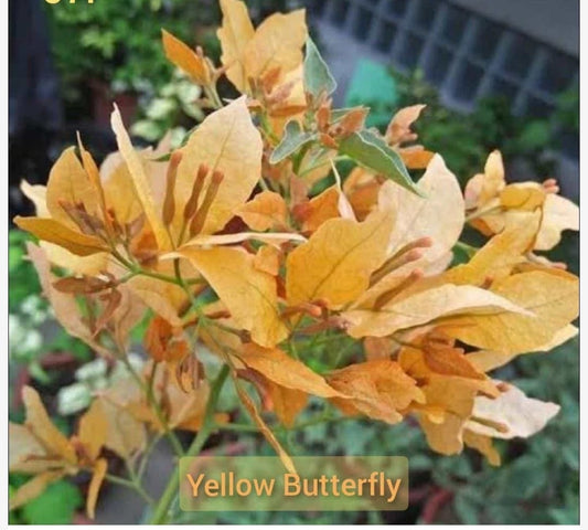 YELLOW BUTTERFLY THAI VARIETY BOUGAINVILLEA FLOWER PLANT