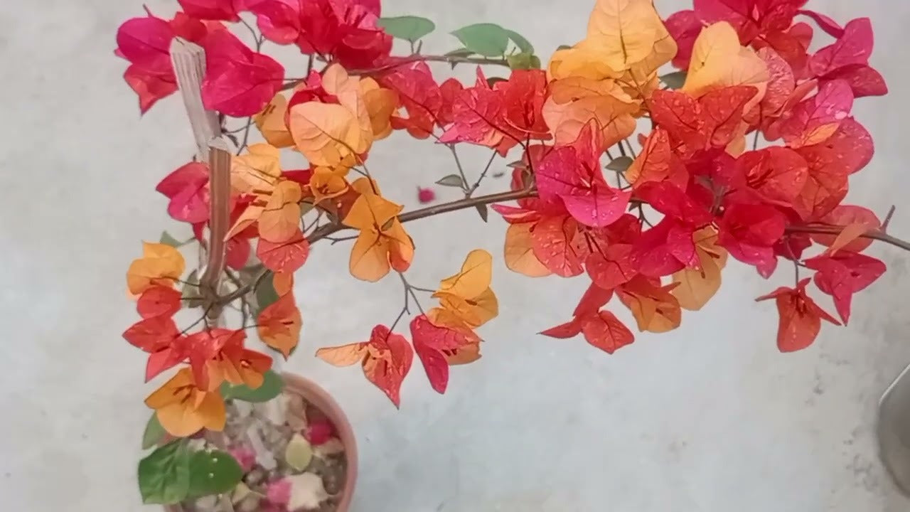 ADARNA THAI BOUGAINVILLEA FLOWER PLANT| BUY ADARNA THAI BOUGAINVILLEA