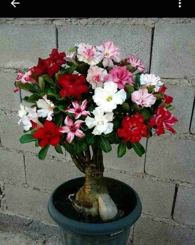 Multi-Grafted Adenium Flower Plant(6 Different colour)|Grafted Adenium Plants Online