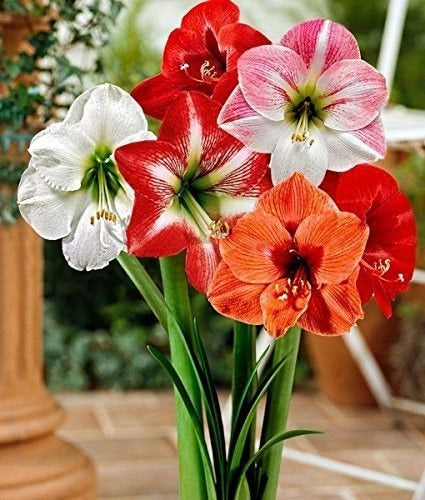 The Amaryllis Lily Flower Bulb Set of 5
