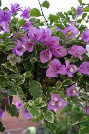 Blueberry Ice Bougainvillea - Thai Variety