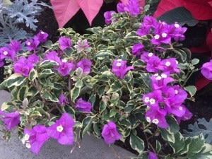 Blueberry Ice Bougainvillea - Thai Variety