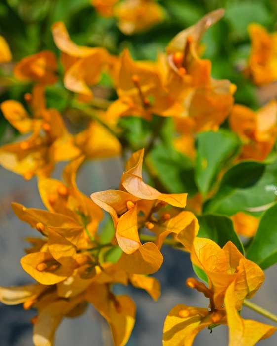 The Thai Chilli Yellow Bougainvillea (Bougainvillea glabra)|Yellow Bougainvillea Sale