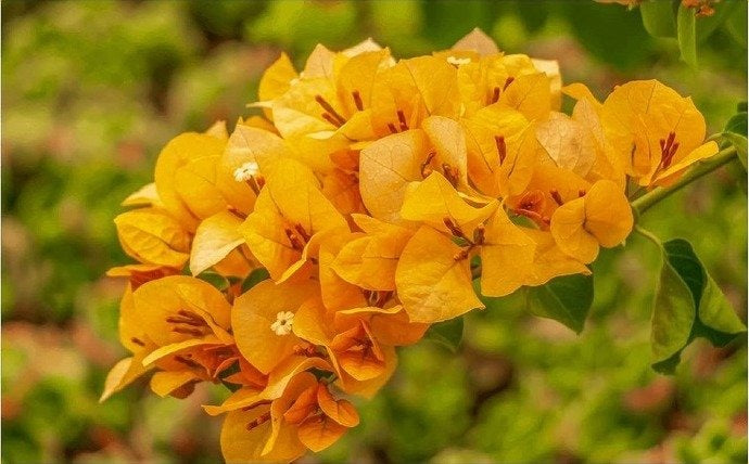 The Thai Chilli Yellow Bougainvillea (Bougainvillea glabra)|Yellow Bougainvillea Sale