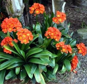 Clivia plants|Best Place to Buy Clivia Plants|Clivia Plants for Sale