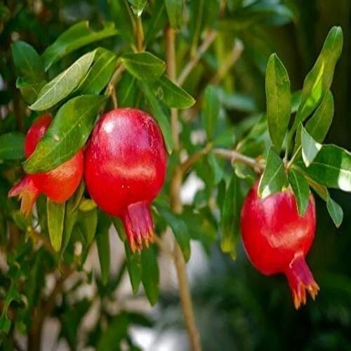 Super Bhagawa Pomegranate Plant|Best Quality Super Bhagawa Pomegranate Plants