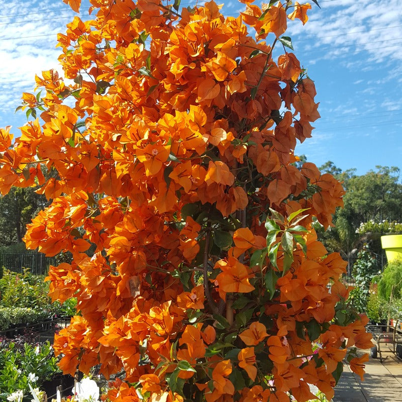 The Bougainvillea Fire Opal Thai variety|Bougainvillea Fire Opal Thai variety|Bougainvillea Fire Opal for sale