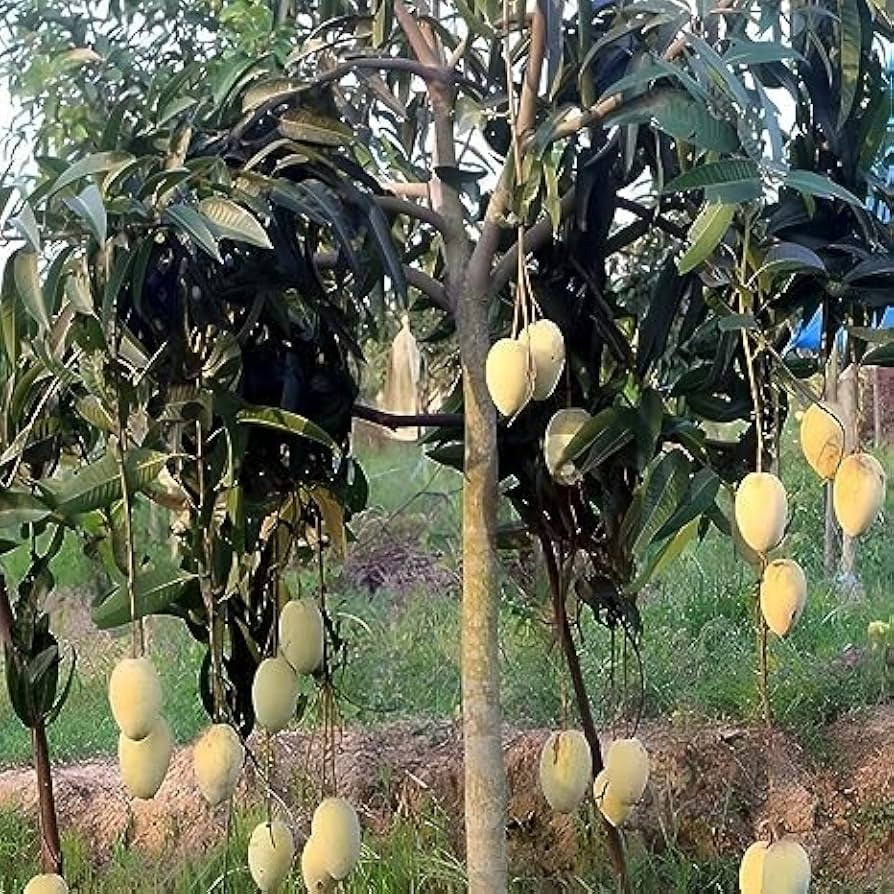 The Gomati mango (Mangifera indica 'Gomati')