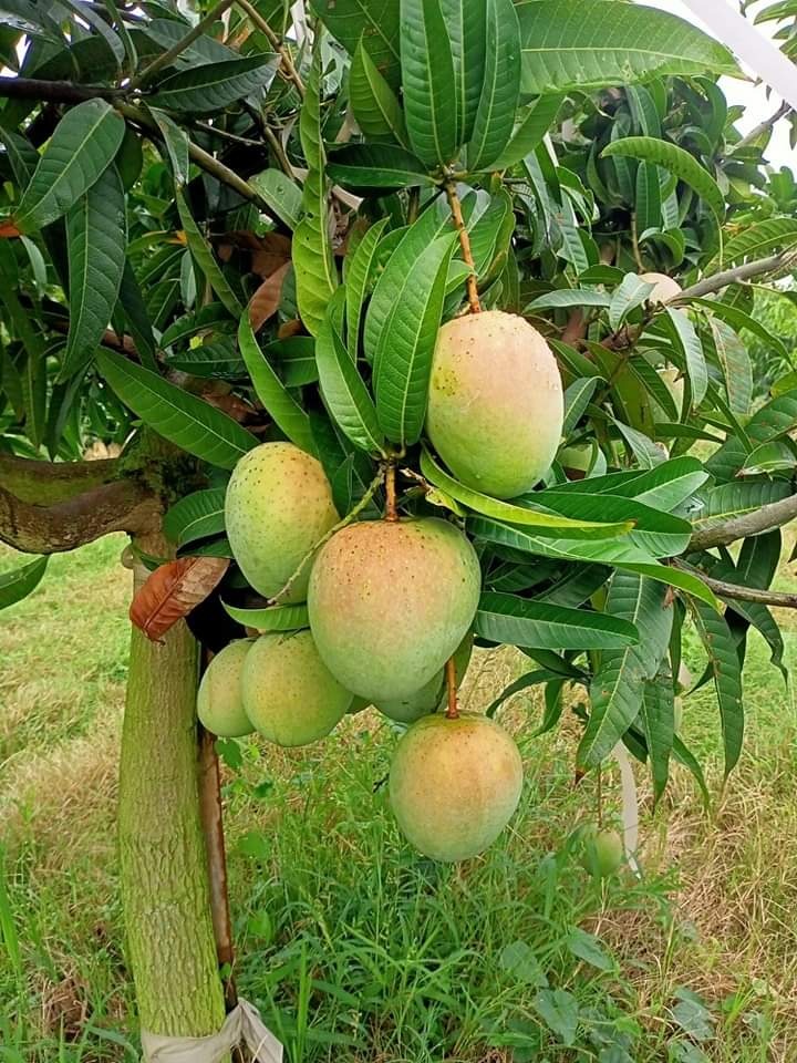 The Gomati mango (Mangifera indica 'Gomati')