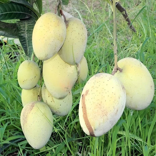 The Gomati mango (Mangifera indica 'Gomati')