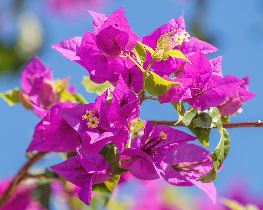 Hawaiian Pink Thai Bougainvillea