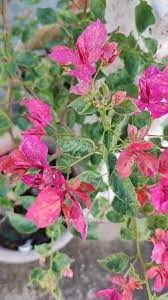 The Kristina Thai variety of Bougainvillea