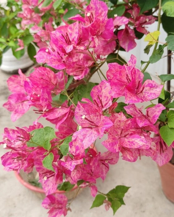 The Kristina Thai variety of Bougainvillea