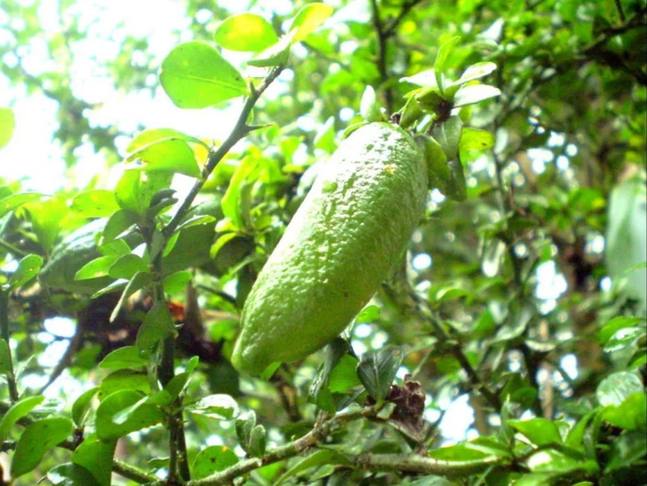 Finger lemon plant | Finger lemon tree for sale | Buy lemon finger fruit plant online | Lemon finger tree near me