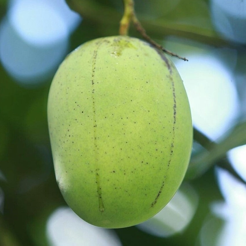 Langra mango|Langra mango grafted plant for sale