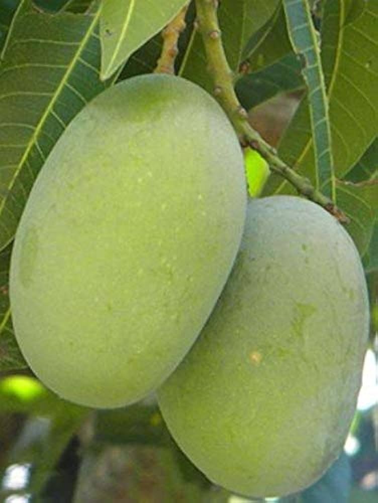 Langra mango|Langra mango grafted plant for sale