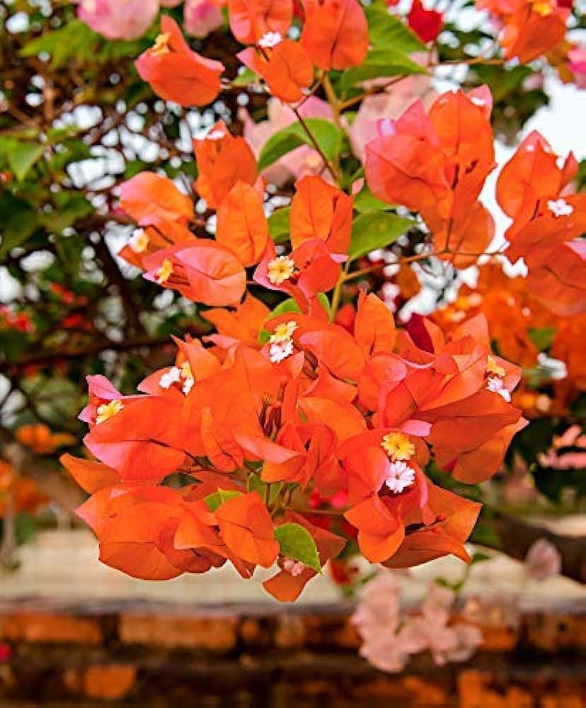 ORANGE MUSSOORIE THAI VARIETY BOUGAINVILLEA FLOWER PLANT