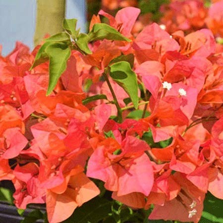 ORANGE MUSSOORIE THAI VARIETY BOUGAINVILLEA FLOWER PLANT