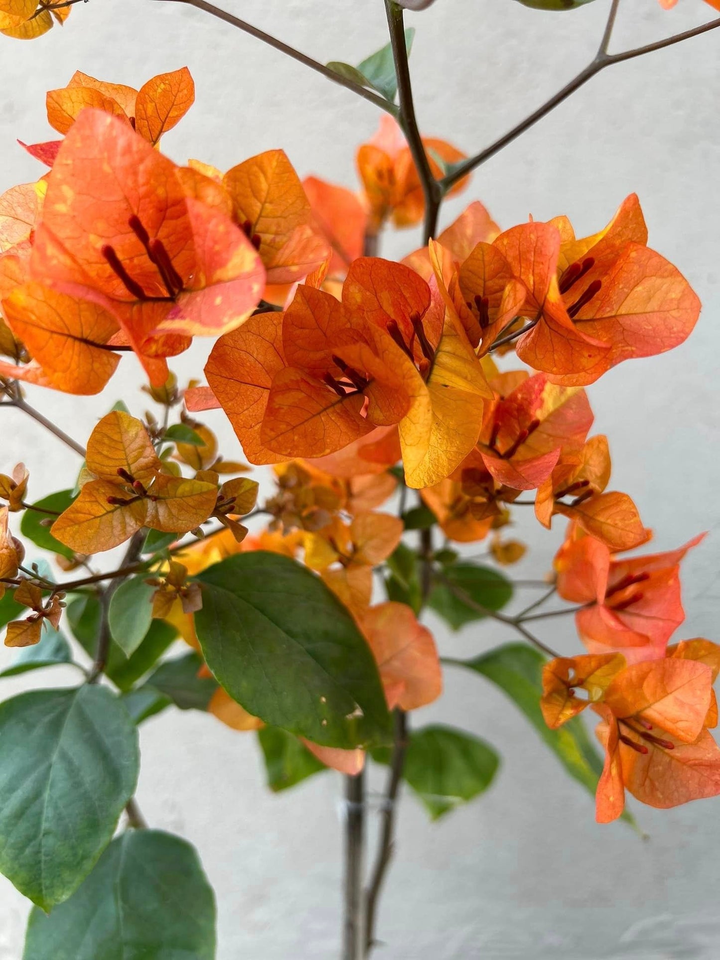 Orange Tanglong Bougainvillea Thai varitey|Buy Orange Tanglong Bougainvillea